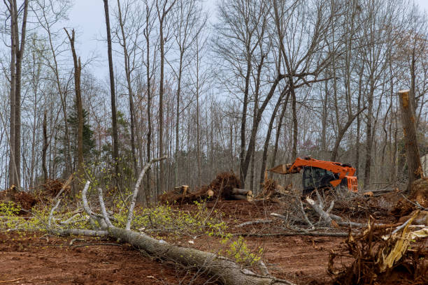 How Our Tree Care Process Works  in  Valley Green, PA